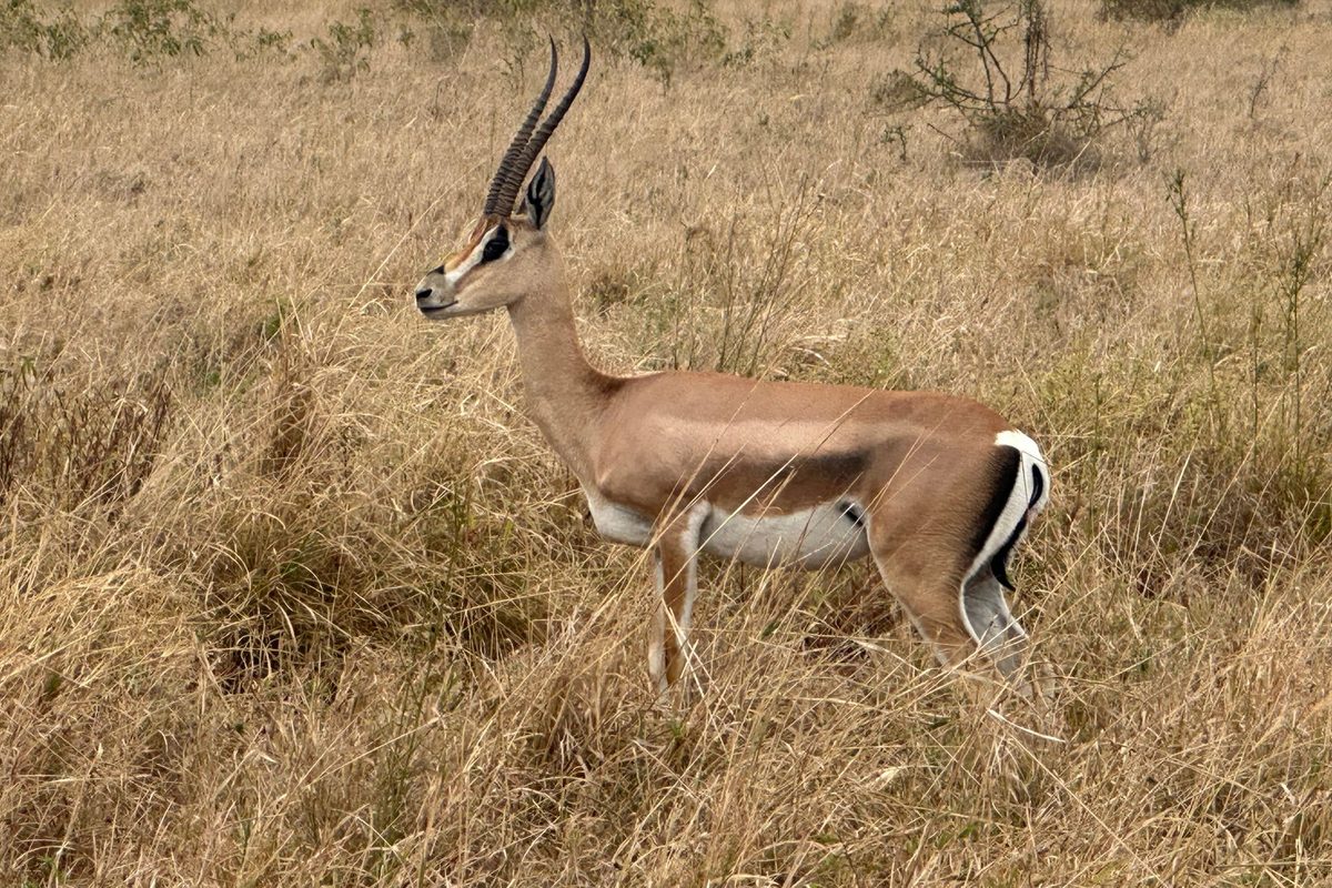 Serengeti