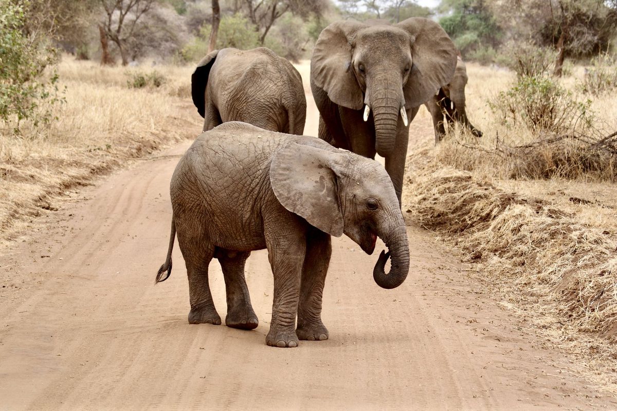 Tarangire